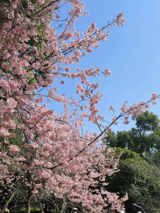 东湖樱园3.18实况播报🌸人从众但必冲！