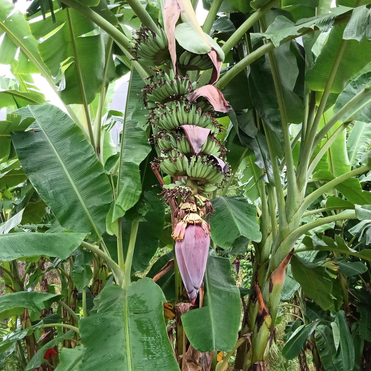 我被酒店客人认出来了

今天早餐吃酒店的两位来自江苏的姐妹直接走到我的桌前，对我