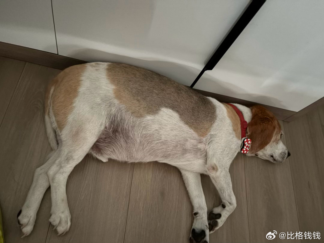前天晚上作了一个巨恶心的梦，在梦里吃比格钱钱的狗屎💩这两天绞尽脑汁也没想明白怎