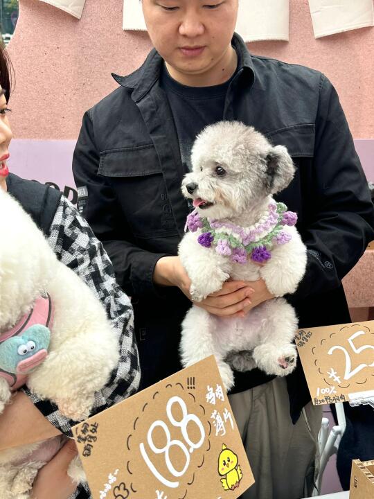 宜昌遛猫遛狗大会！谁还没有接到通知！！