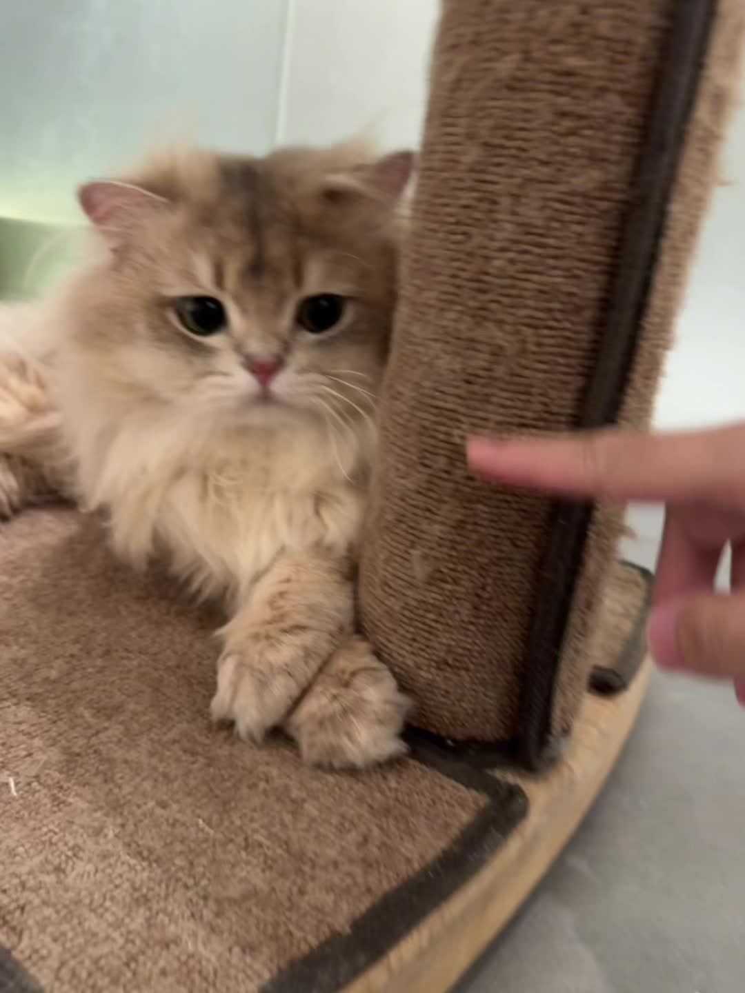 泥嚎，我系66哇～