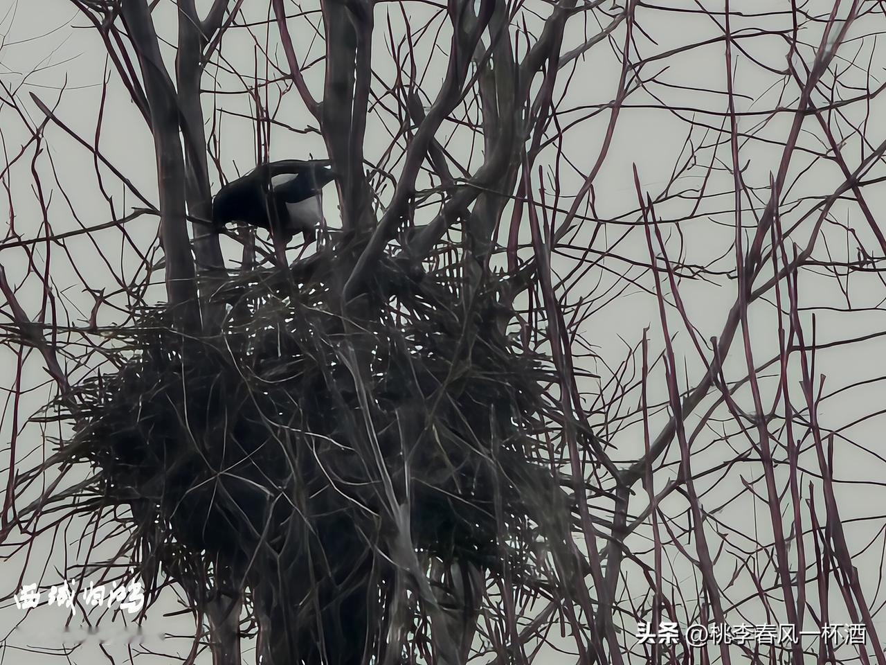 分享一张最近随手拍的照片在家中透过窗看见远处树上一只喜鹊在筑巢，拉近放大拍摄，只