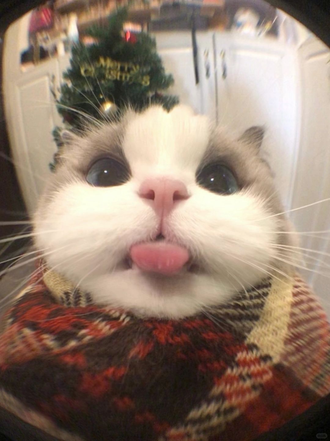 小猫你忘记把舌头收回去了