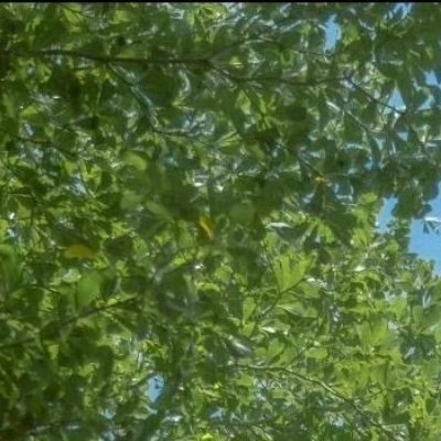 阳光信用 🌿阳光信用 🌿每日一善 自己的命运从来都是掌握在自己的手中，好生活