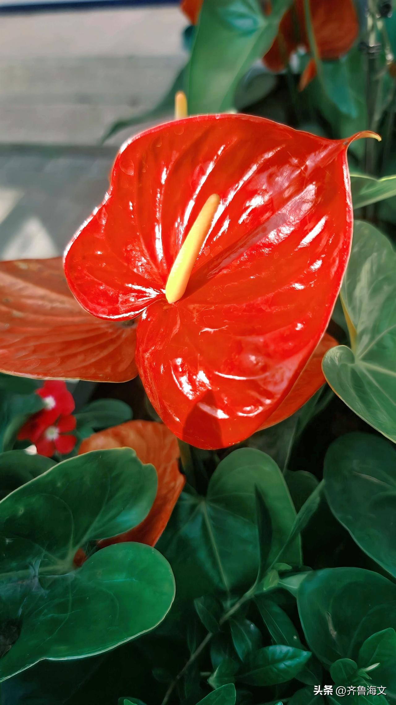 今日分享随手拍照片花烛（红掌）