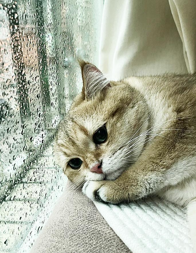 天啊，小猫咪到底有什么坏心思啊！感觉它快要碎了然道，小猫咪下雨天也抑郁？