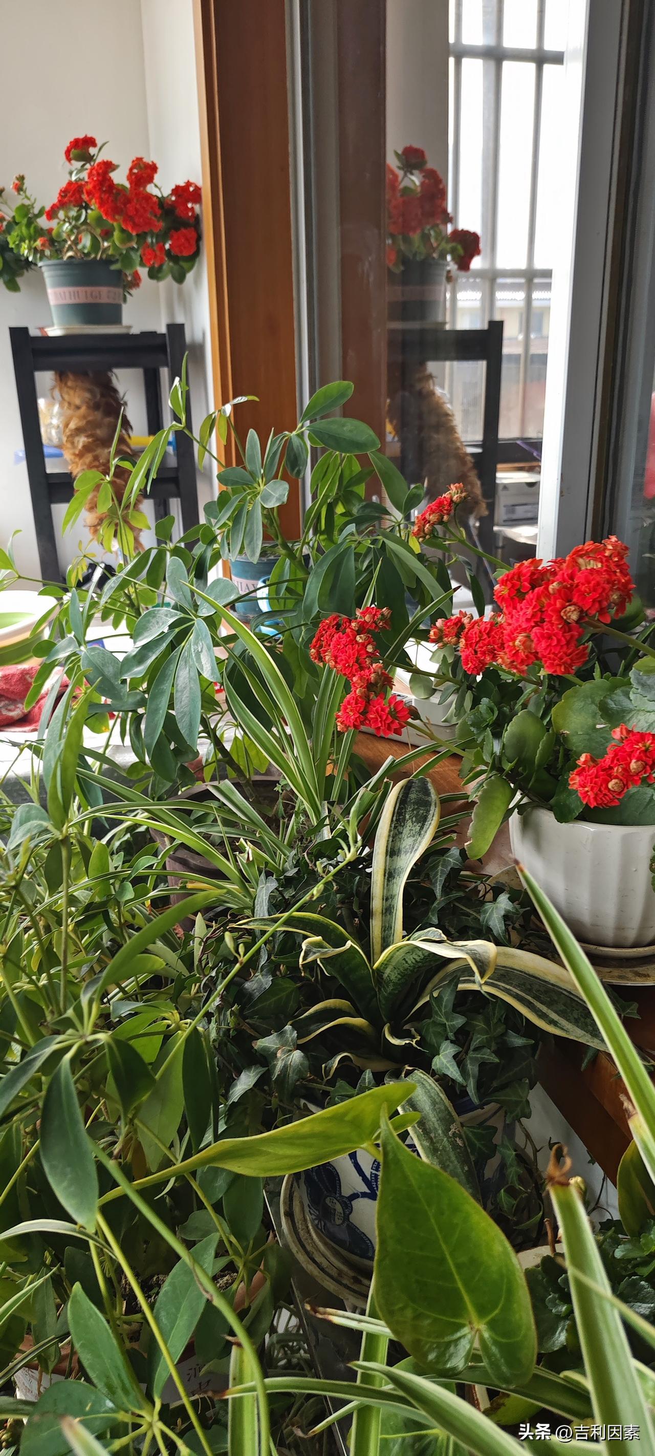 离家将近一个月了，最牵挂的就是阳台上的几十盆花草，时间长的已经跟随我三十年了。今