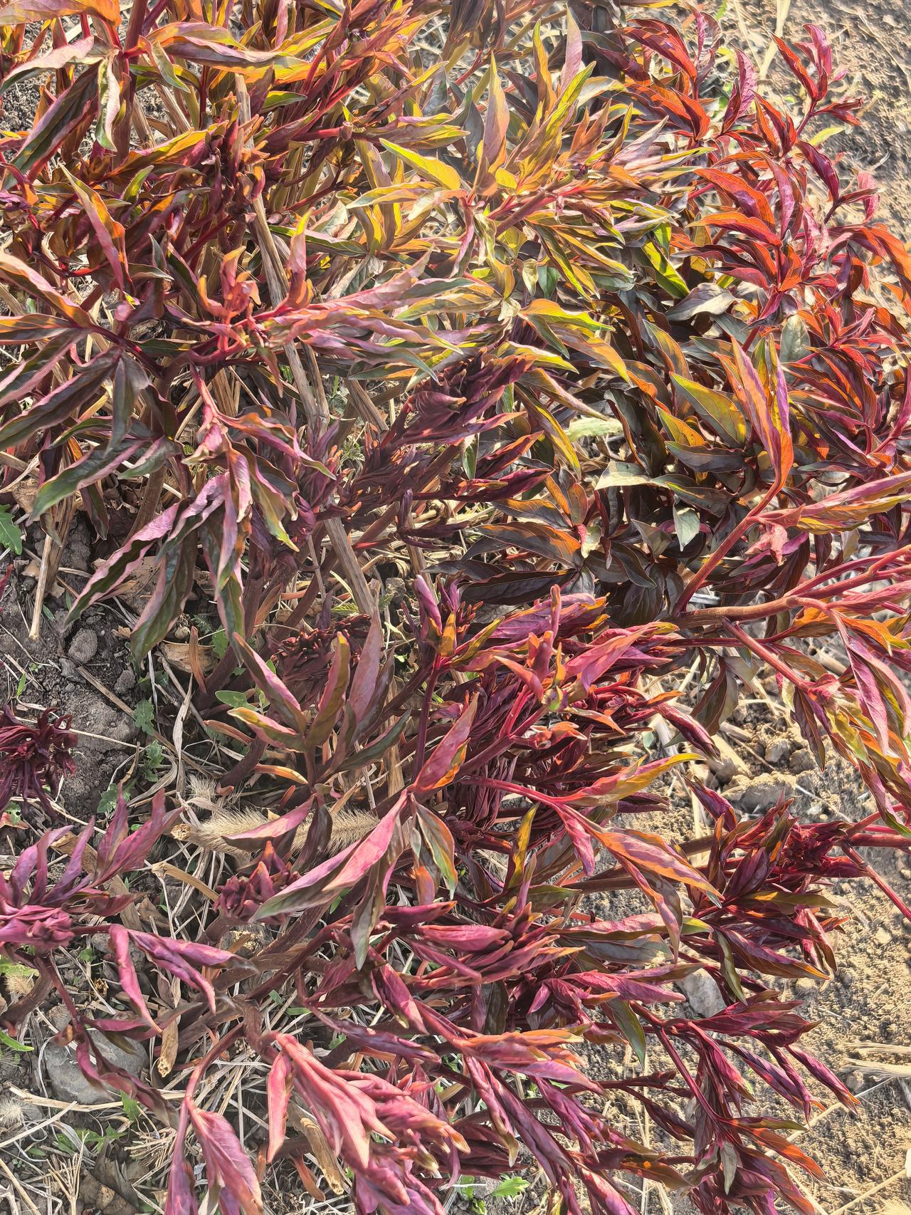 大芍药[祈祷][祈祷][祈祷]