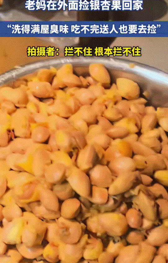 哭笑不得！一网友发视频分享，他的母亲，一到季节就喜欢在外面捡银杏果回家。关键是每