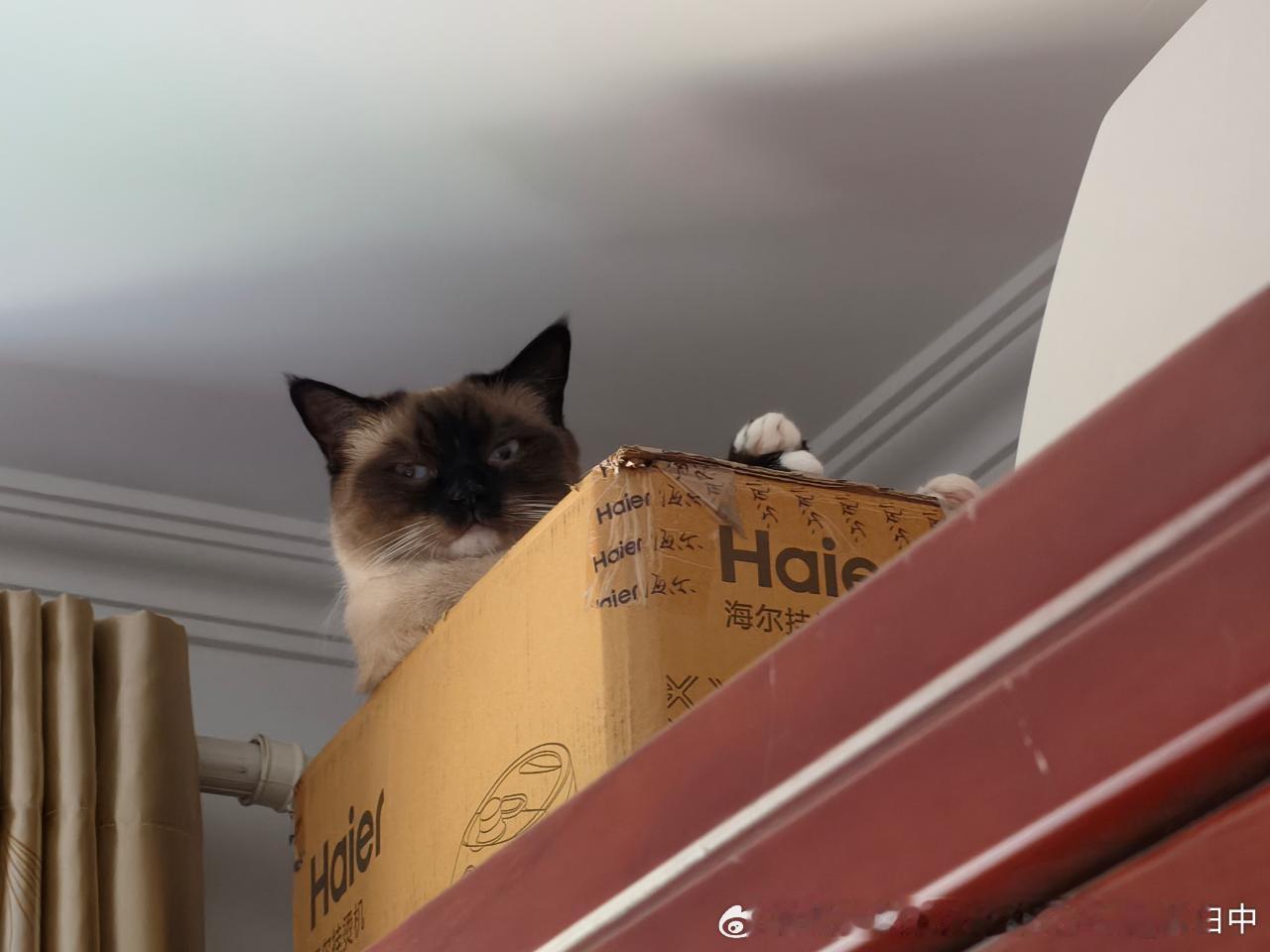 3993只黑脸天天在家里打别的猫 
