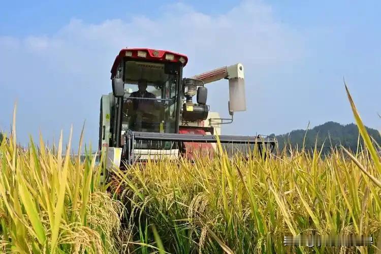 这个时代给我们普通人最大的红利就是吃饱饭。

当然我说的是咱们国家，目前世界上还