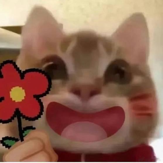 田曦薇又发了小猫表情包田曦薇到底有多少小猫表情包 好萌啊啊 