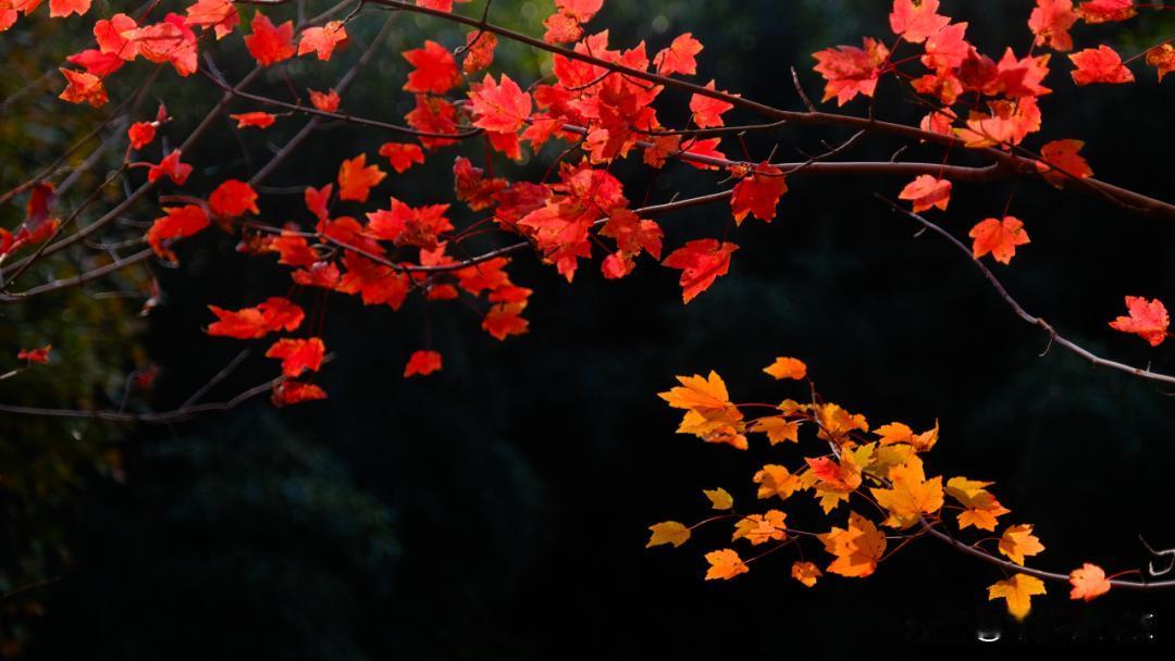 在我看来，老人最大的幸福是身体健康少病痛，身边有陪伴不孤单，生活有盼头无牵挂。