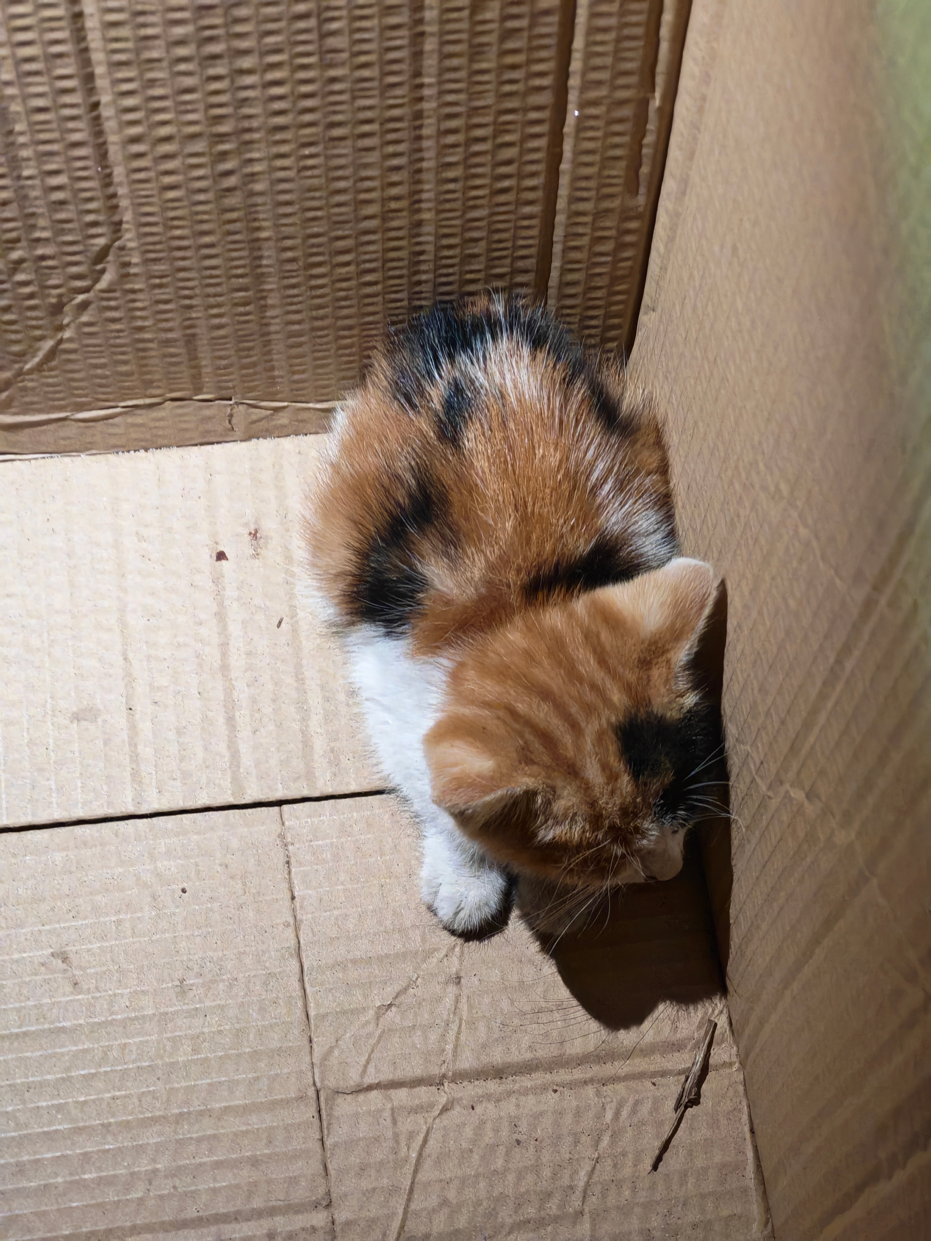 看到别人捡了三个野猫，猫妈妈应该没了所以小猫在挨饿，惨兮兮。 