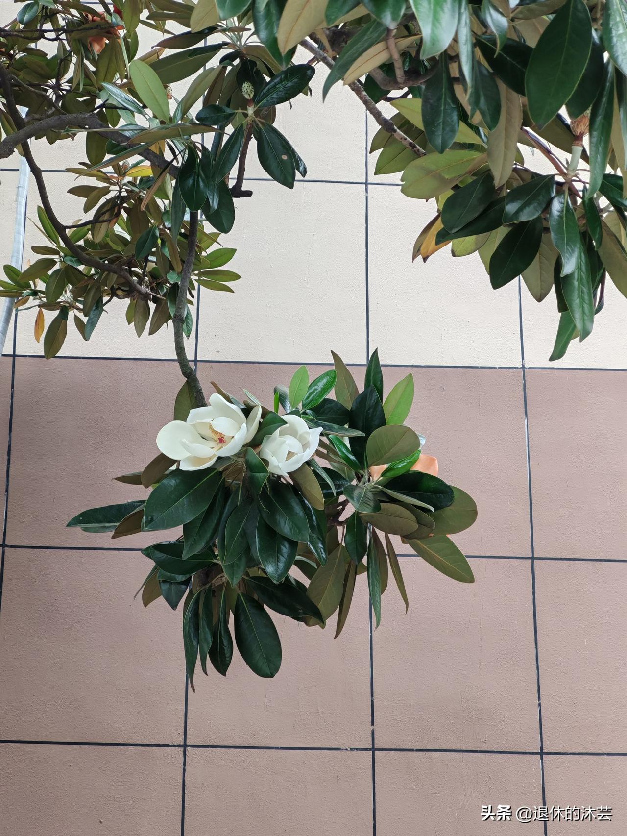 小区玉兰
 
楼宇贴着规整的墙
广玉兰守着日常的巷
深绿的叶片覆着棕褐的绒
层层