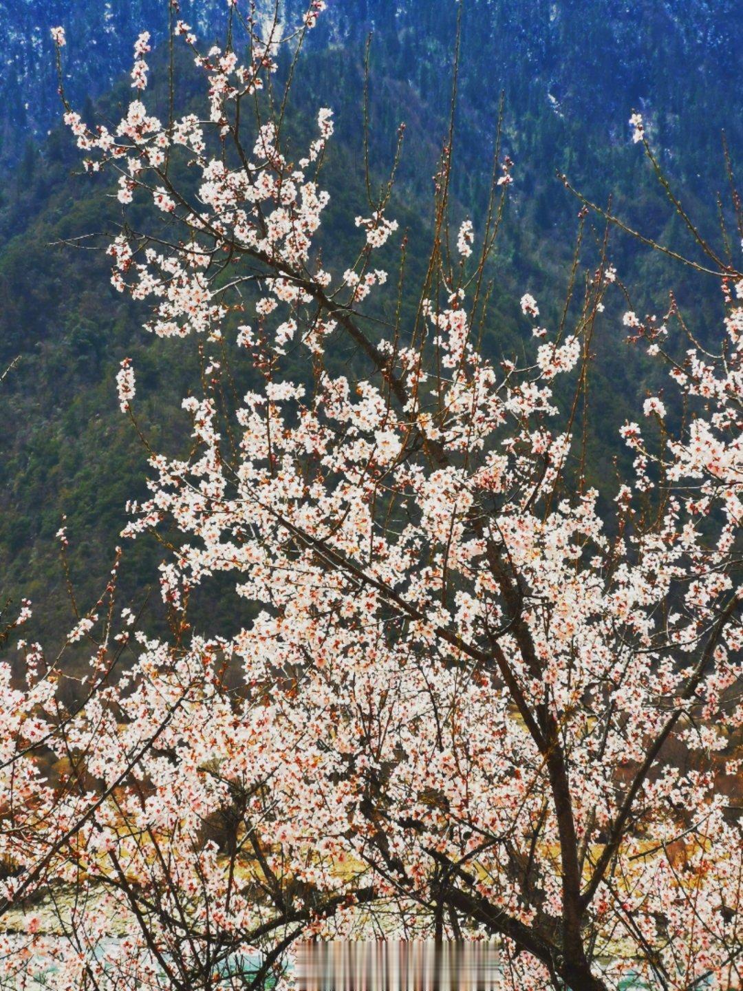 #这是卫星视角下的美丽中国#四月林芝，巴松措，桃花季节。。[咖啡][围观][好喜