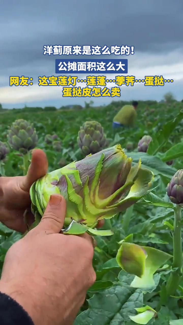 洋蓟原来是这么吃的，公摊面积这么大。
网友：这宝莲灯连蓬养蛋挞皮怎么卖？