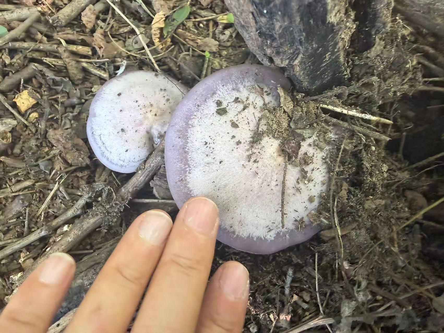 朋友院子里的蘑菇——经老师鉴定结果为——紫蘑菇为花脸拟金钱菌（花脸香蘑），嫩时好