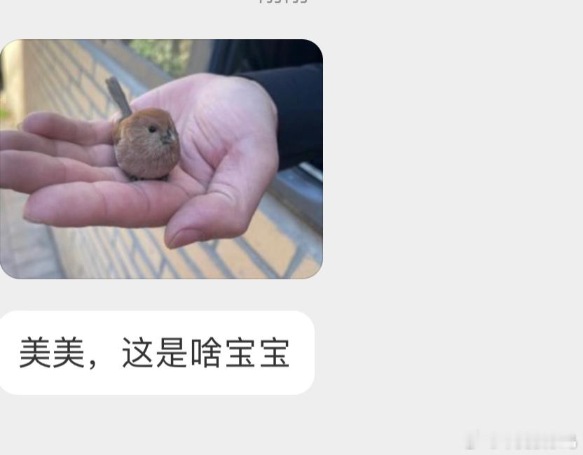 一团【棕头鸦雀】茶叶蛋[开学季]（蛋是神奇的蓝色 ​​​