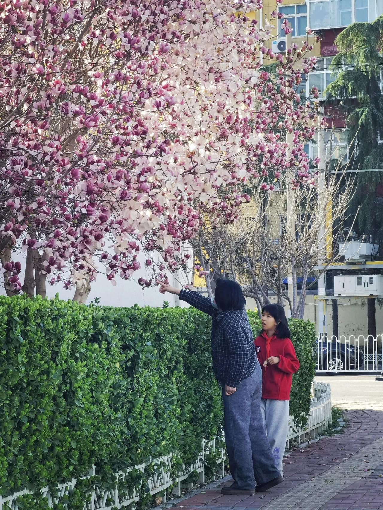 玉兰花开，路边街角的玉兰开得正好粉红透白的花瓣在春风里轻轻颤动。看着花瓣飘落，像