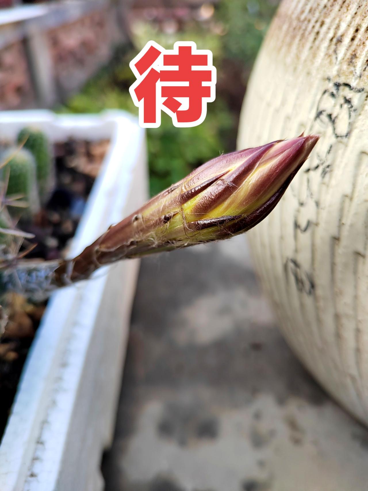 仙人球开花