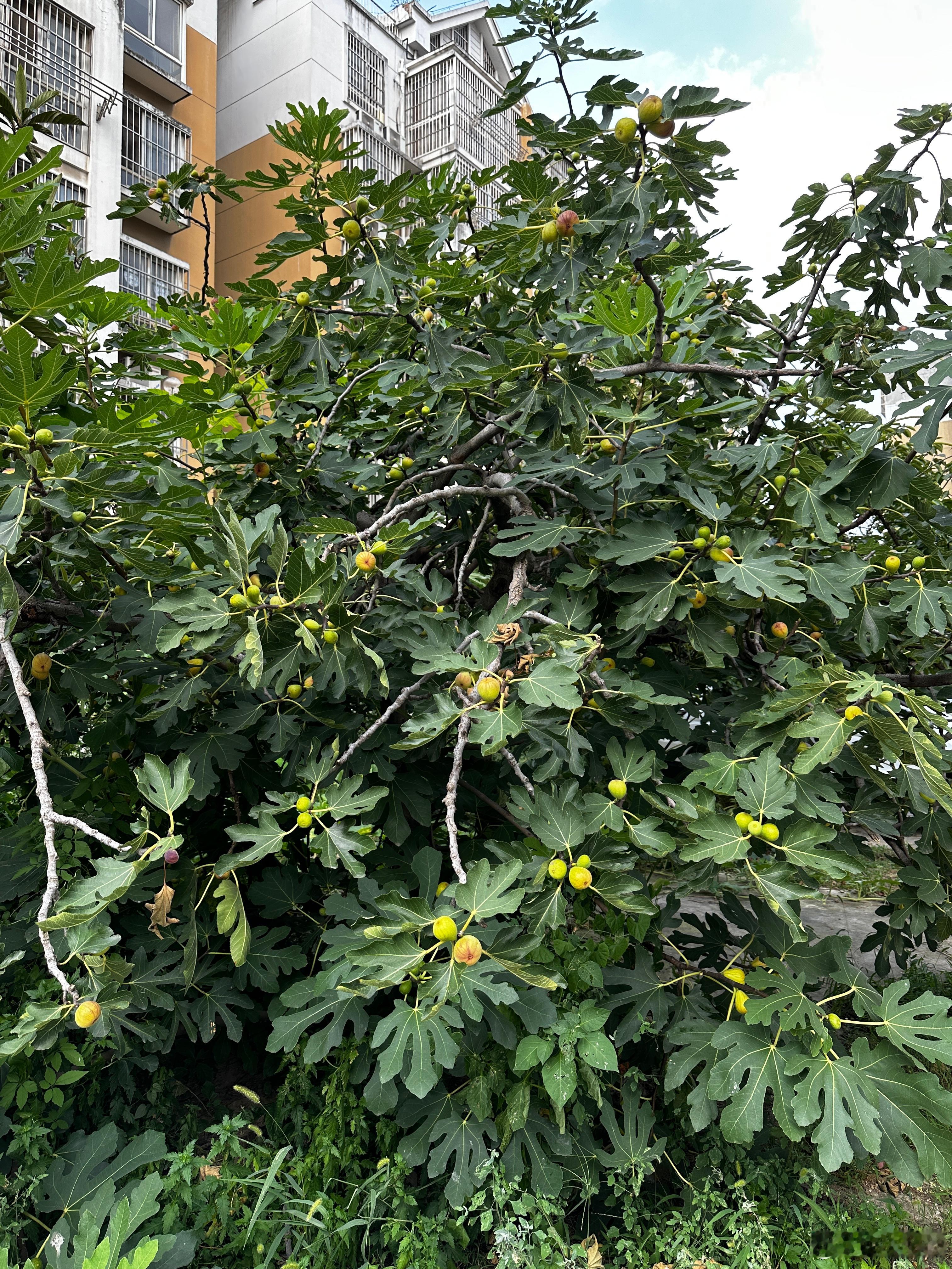 🍀无穷的远方，无数的人们，都与我有关🍀我今年的无花果没吃过瘾人都是被养娇贵了