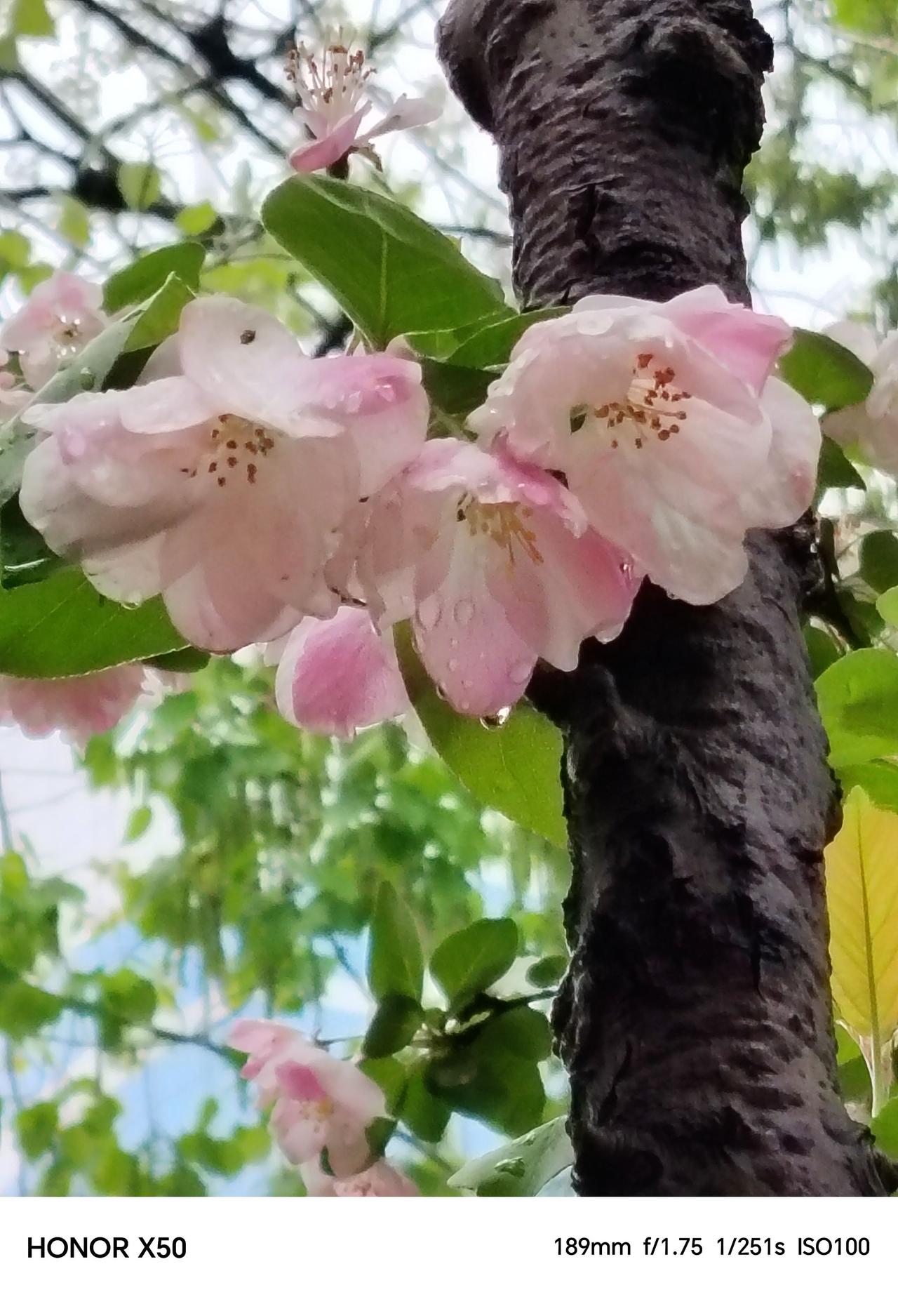 用手机记录小花花的一瞬间，就是很幸福的事。