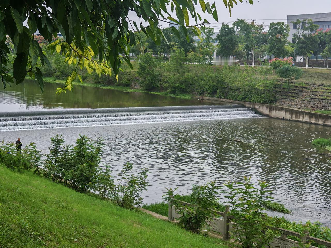 秋日生活打卡季雨后河水哄哄作响，越过着堤坝，飞驰而去；桥下柔弱的小草凭借坚韧的身