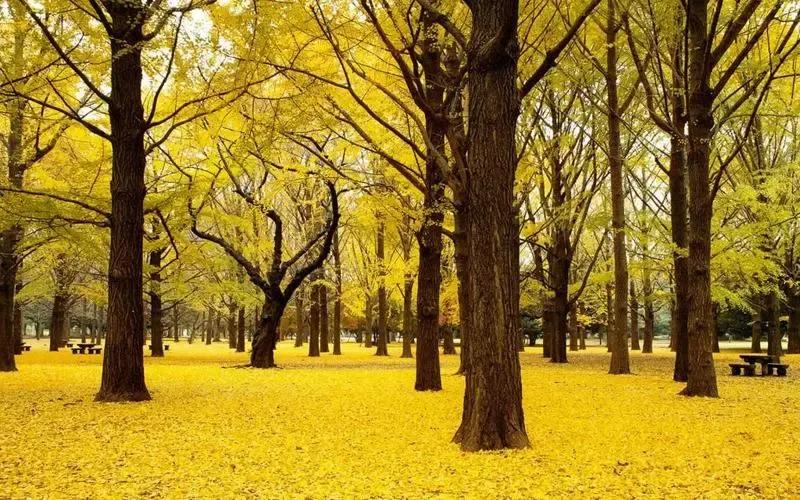 #秋季景色大pk# 
金秋时节银杏黄，
满树尽是金辉煌。
随风飘落似精灵，
地上