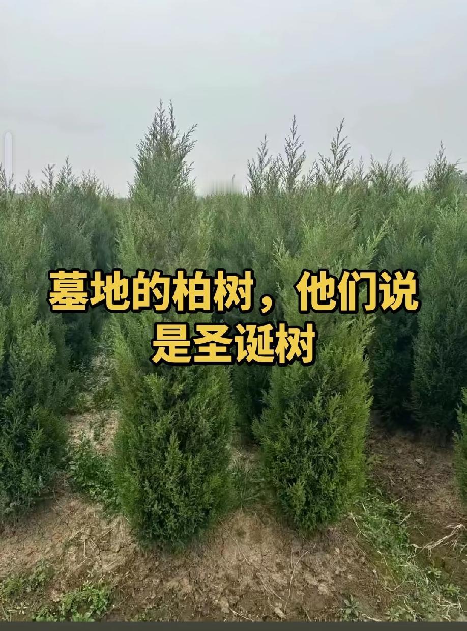 我们这边的柏树，他们的圣诞树。我们这边的孝衣，他们的婚纱。我们出殡撒纸钱，他们的