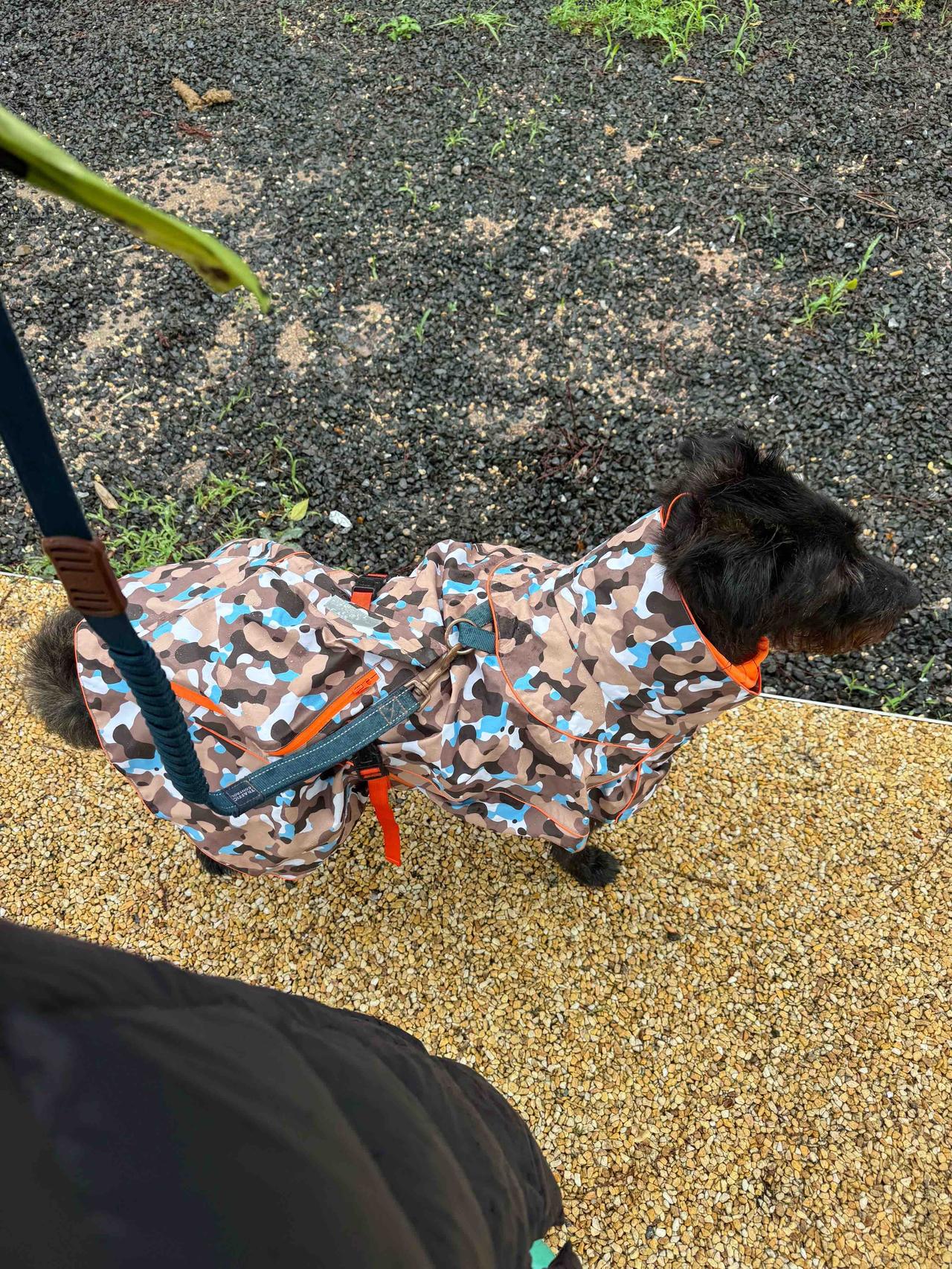 风雨无阻遛狗人