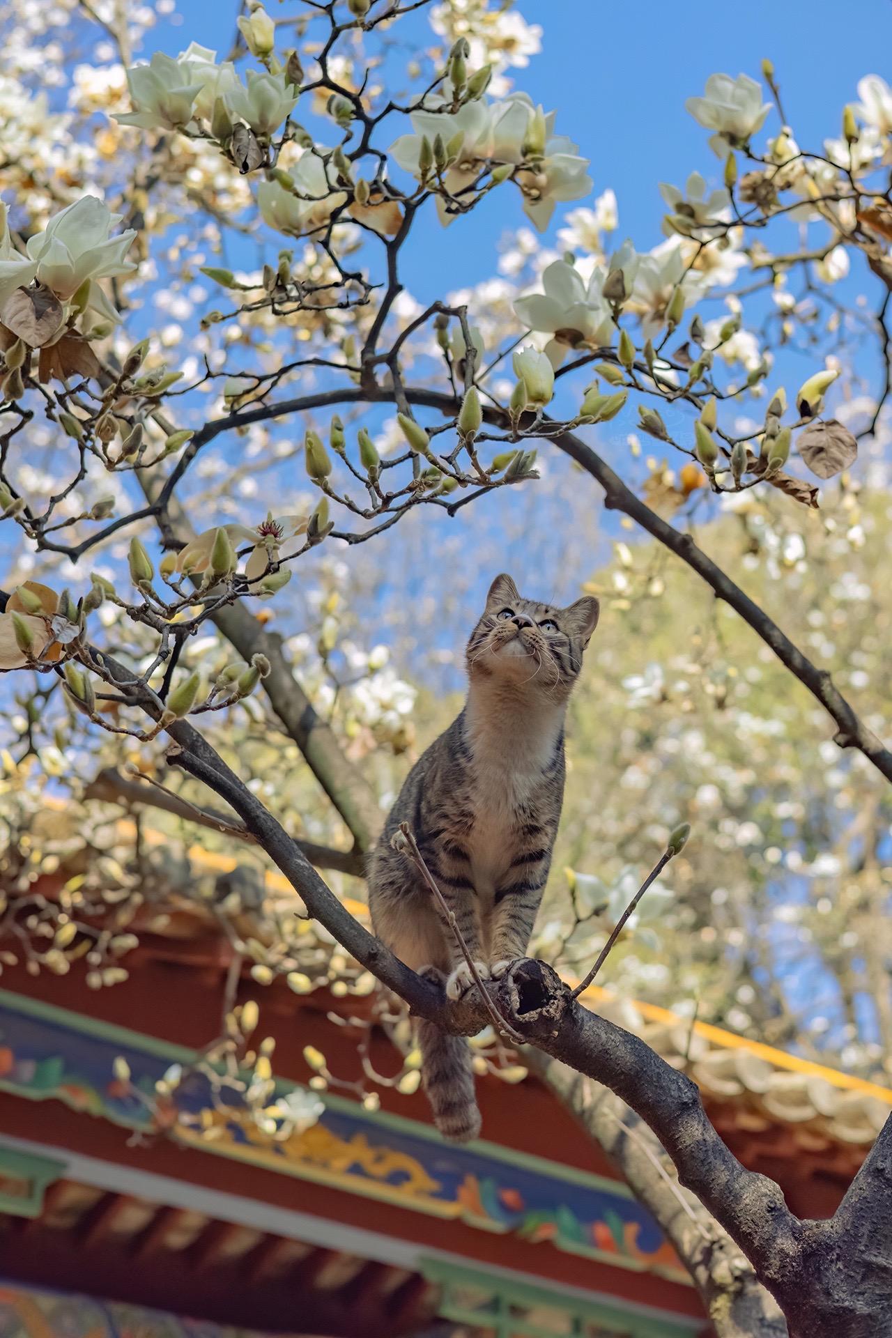 严寒冬日，在昆明拍到了玉兰花猫。去年12月末，当全国很多地方还是天寒地...