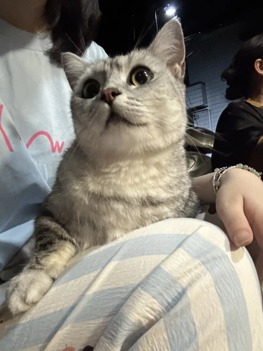 我的猫 猫咪睡姿 偷拍睡觉的猫