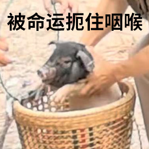 董宇辉抓猪惊呆龙洋寻味山海 抓猪名场面来了！董宇辉手忙脚乱追小猪，龙洋在旁看得一
