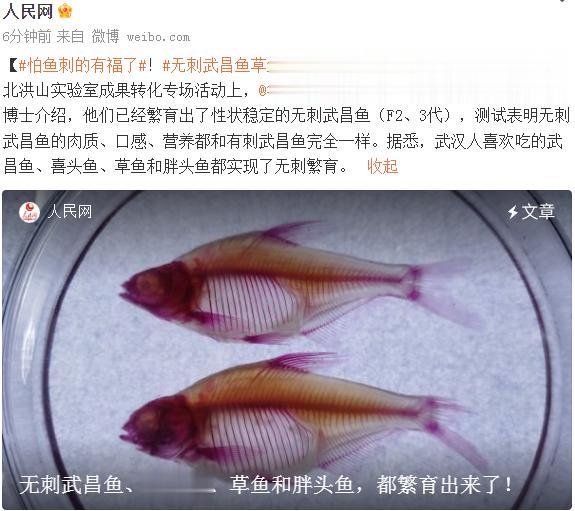 太好了，武汉人喜欢的武昌鱼、喜头鱼、胖头和草鱼都没有小刺了。这以后吃酸菜鱼就像三