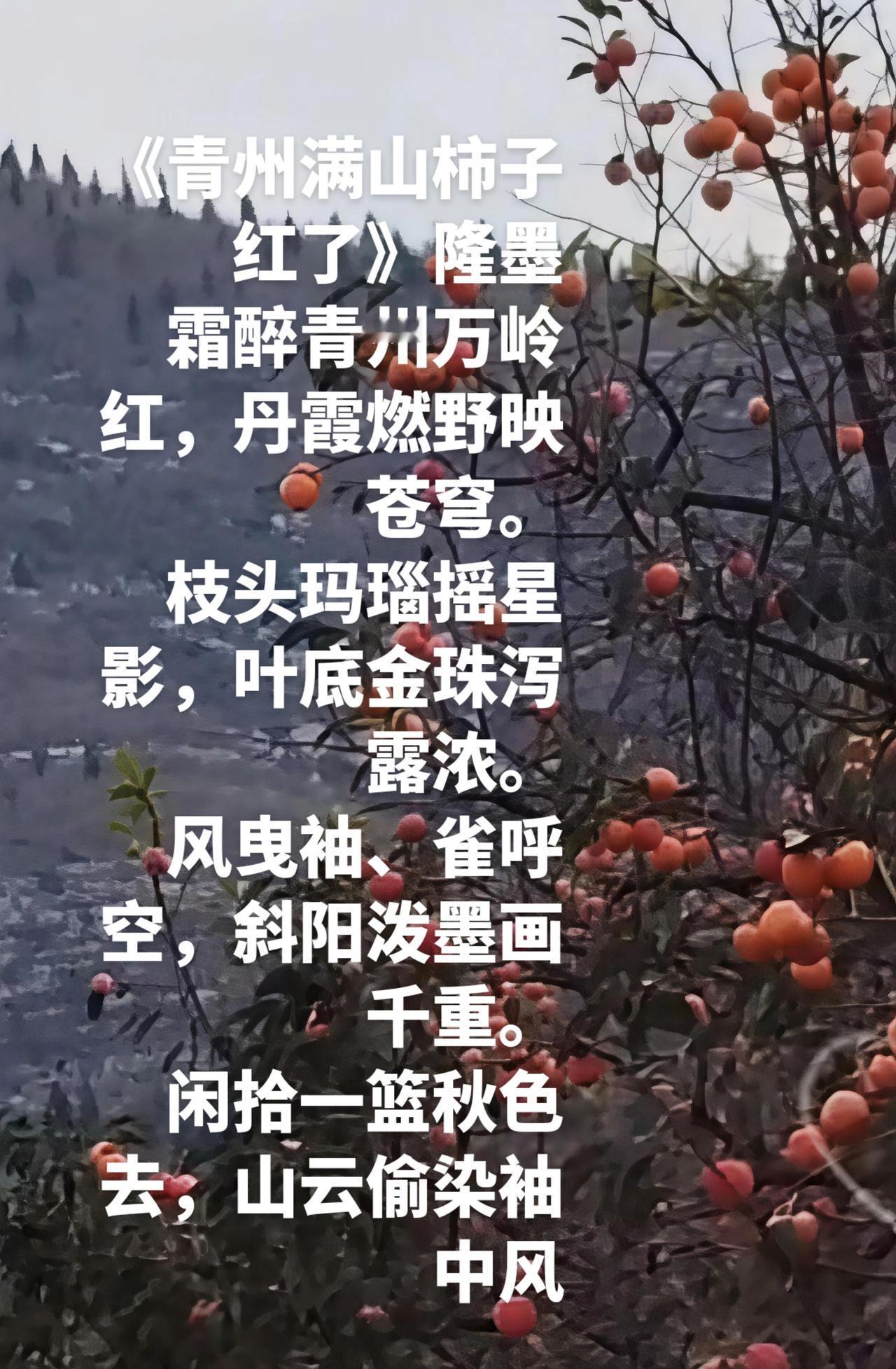 青州满山柿子红了