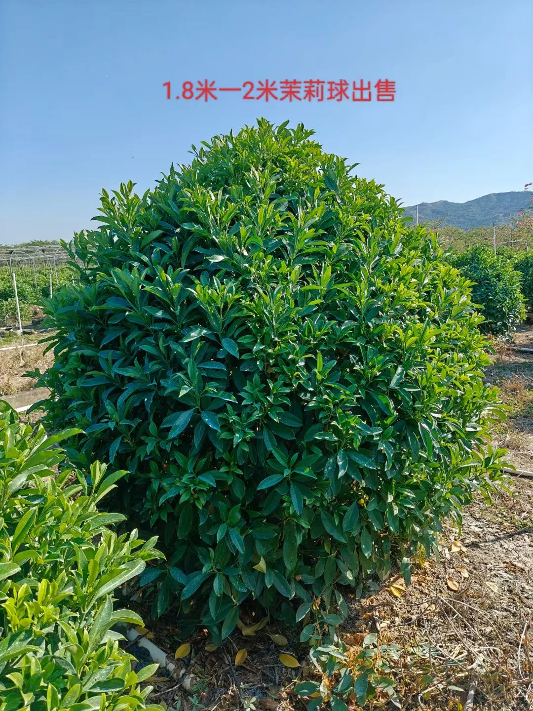 非洲茉莉球