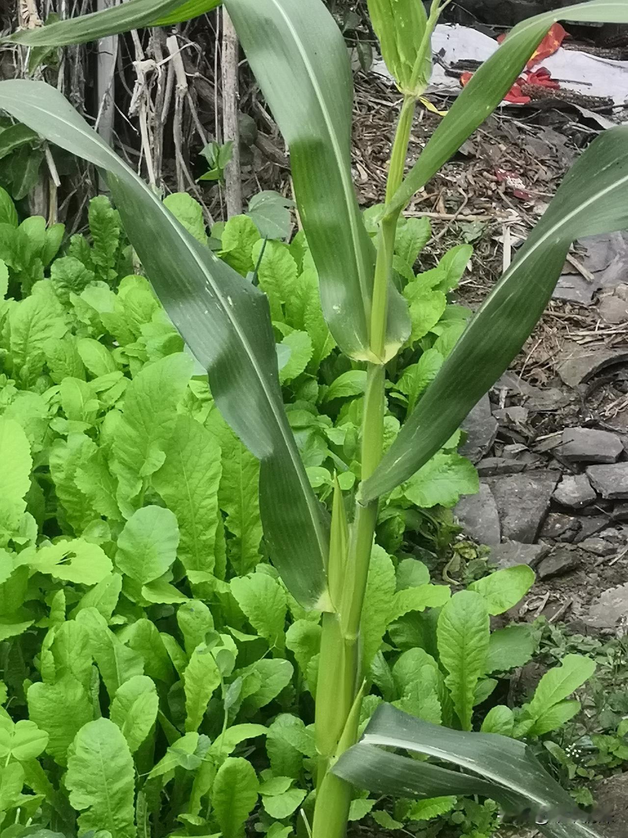 玉米在你们那儿的方言叫什么当地的人把玉米在地方上叫做苞谷，这里是冯店镇农村里面，