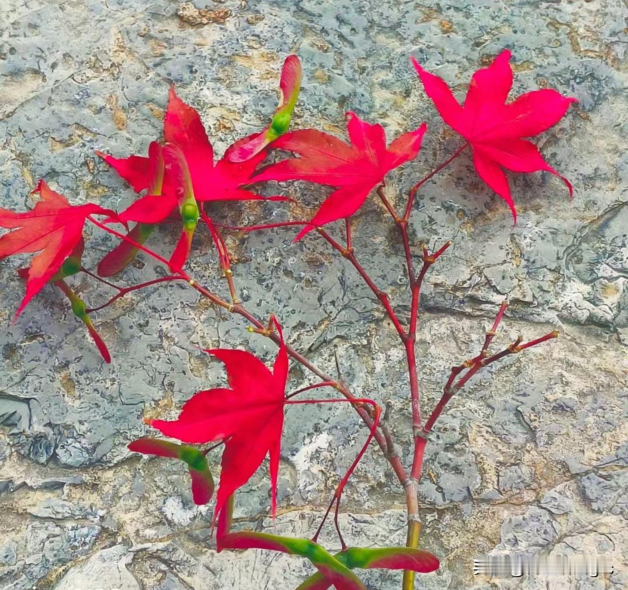重阳

秋深山川满金黄，金风送爽又重阳。
青春远去梦还在，老骥伏枥再起航。
祖国