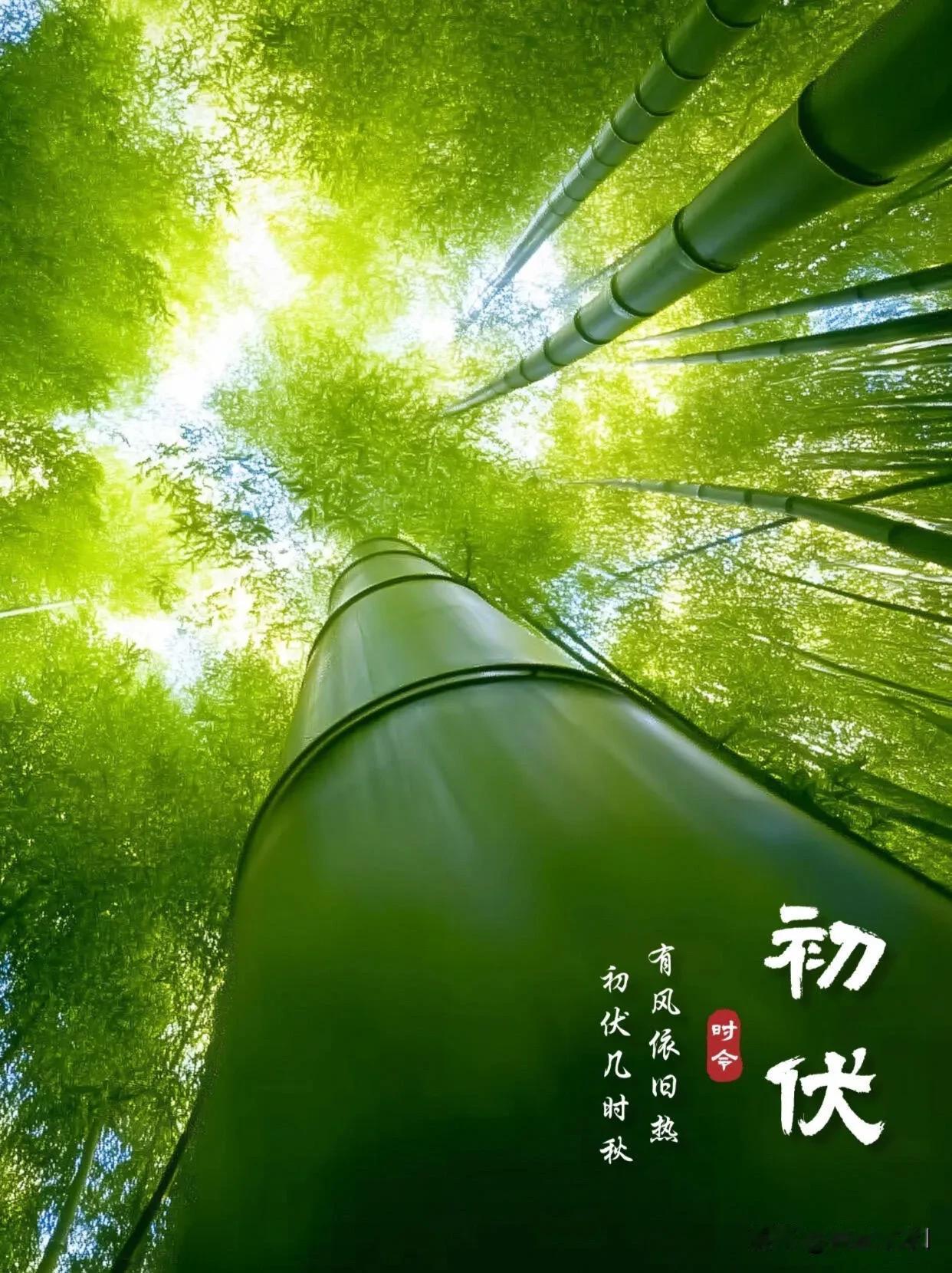 初伏开启，晨光送安。少些烦躁，多份从容，酷暑之下也要好好善待自己。