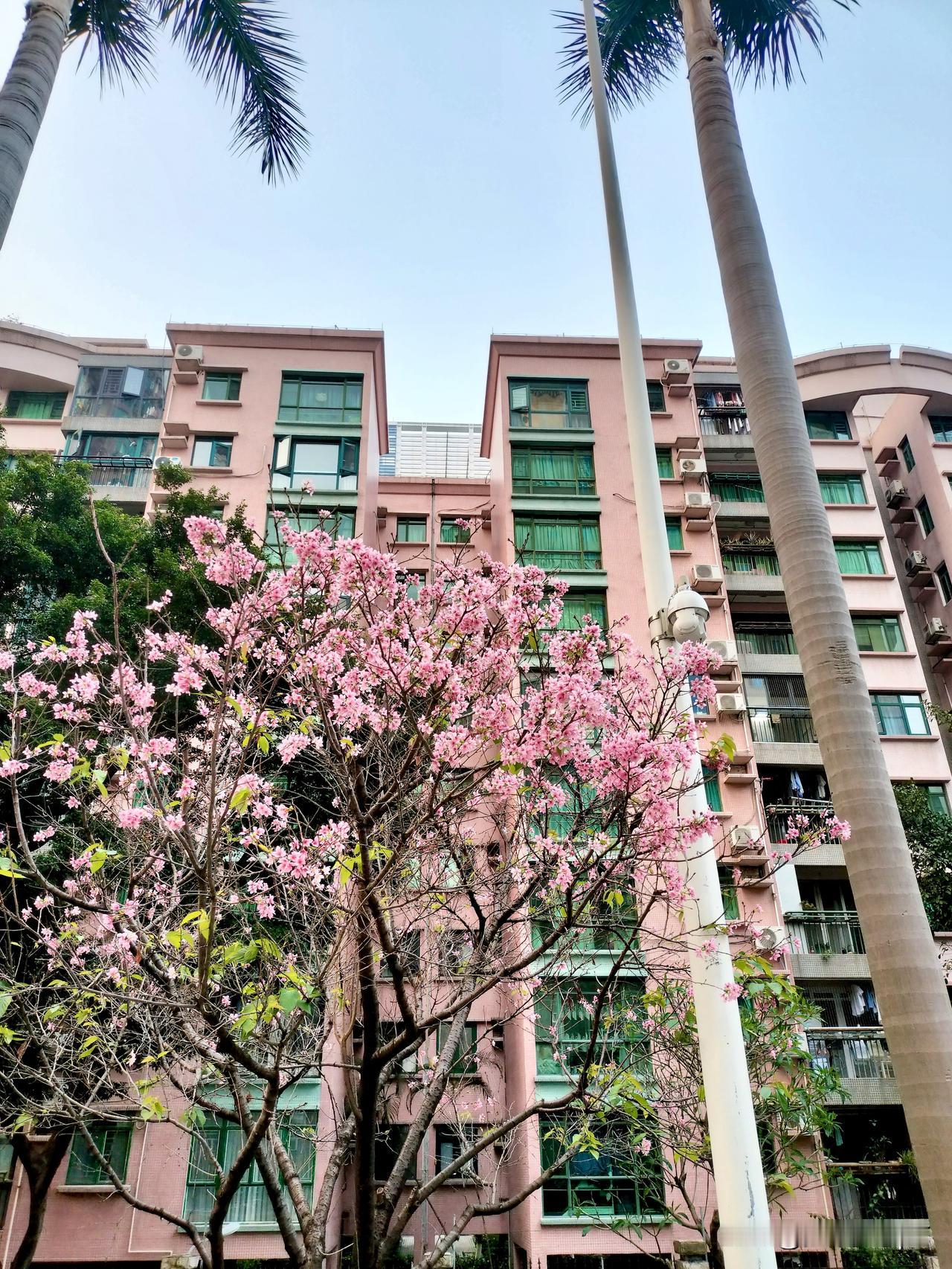 “小园新种红樱树，闲绕花枝便当游。何必更随鞍马队，冲泥蹋雨曲江头。”—唐·白居易