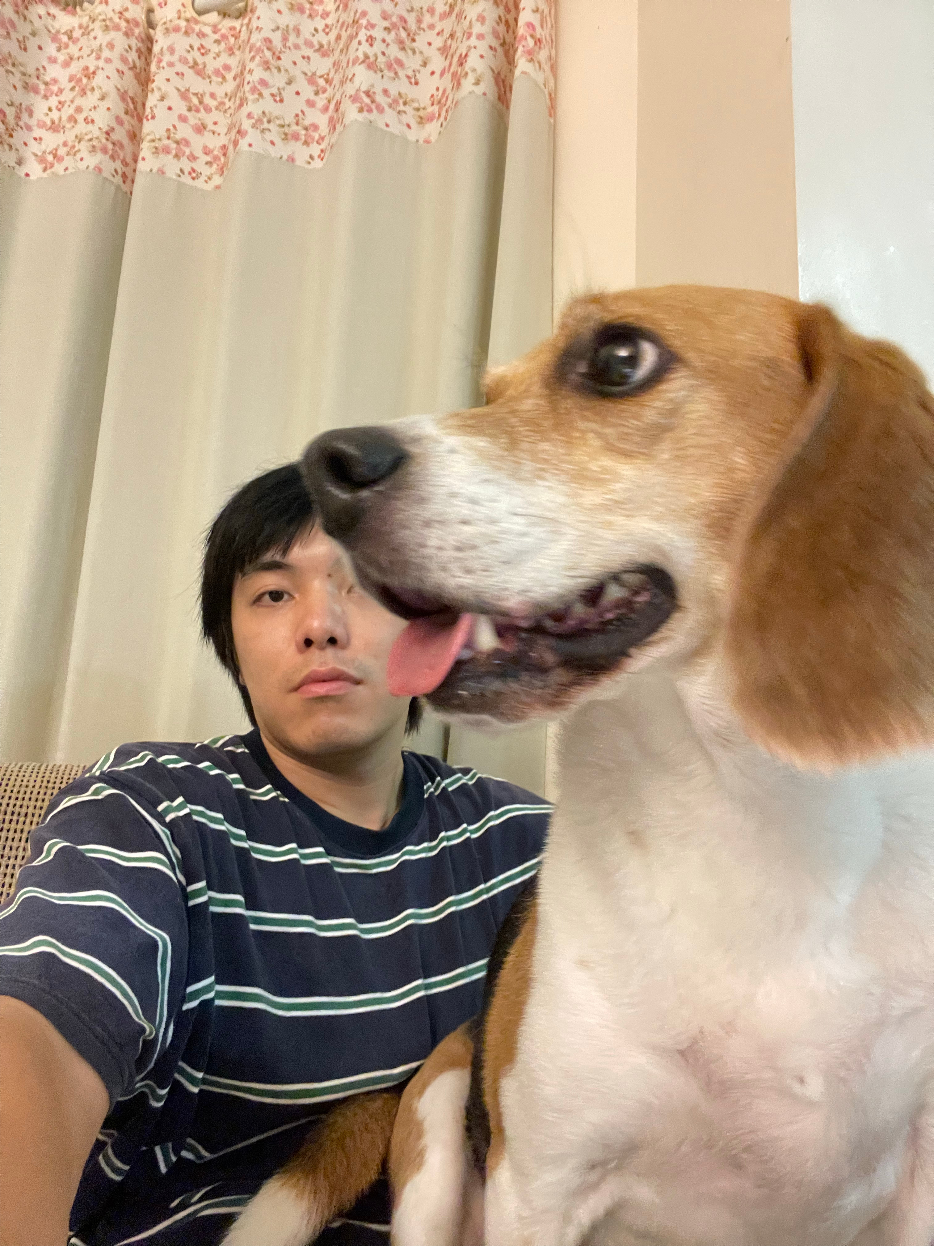 这狗越来越像人了