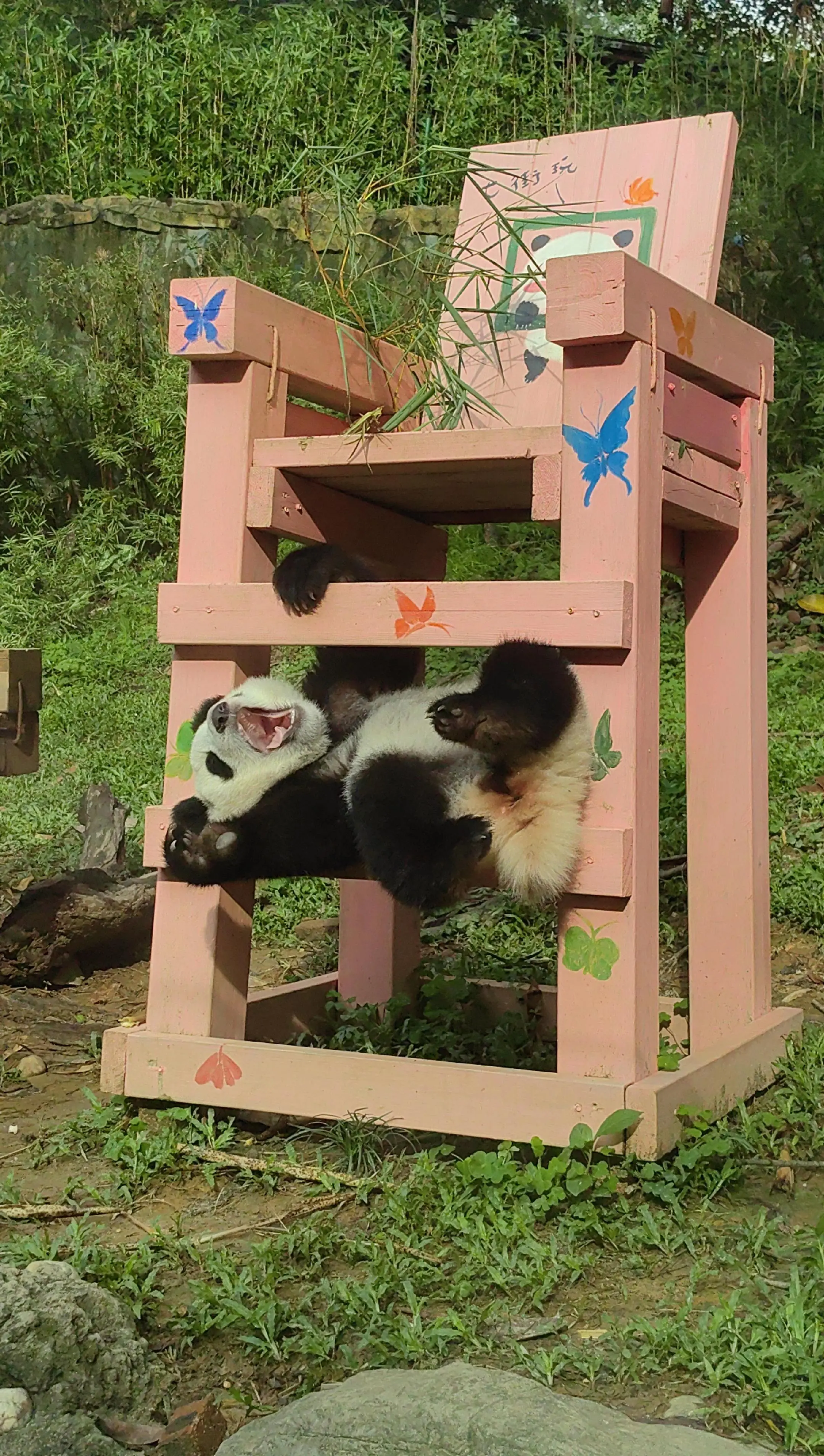 功夫熊猫妹猪崽😎熊猫宝宝