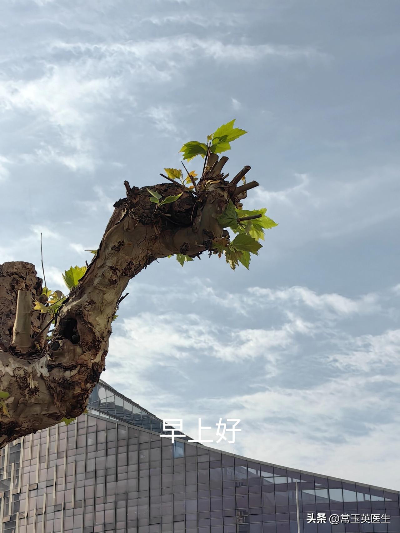 枝头新叶展，蓝天白云飞。装点蓉城天，春意在人间。