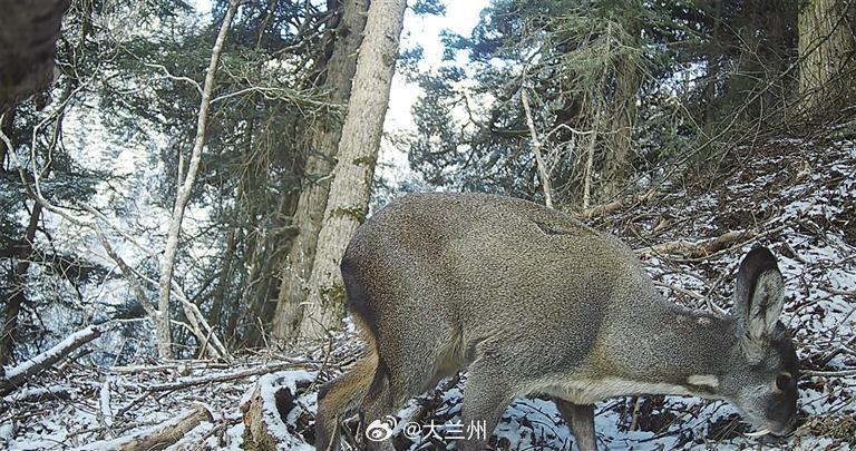 国家一级保护动物马麝现身甘肃近日，甘肃白龙江博峪河省级自然保护区红外相机传来喜讯