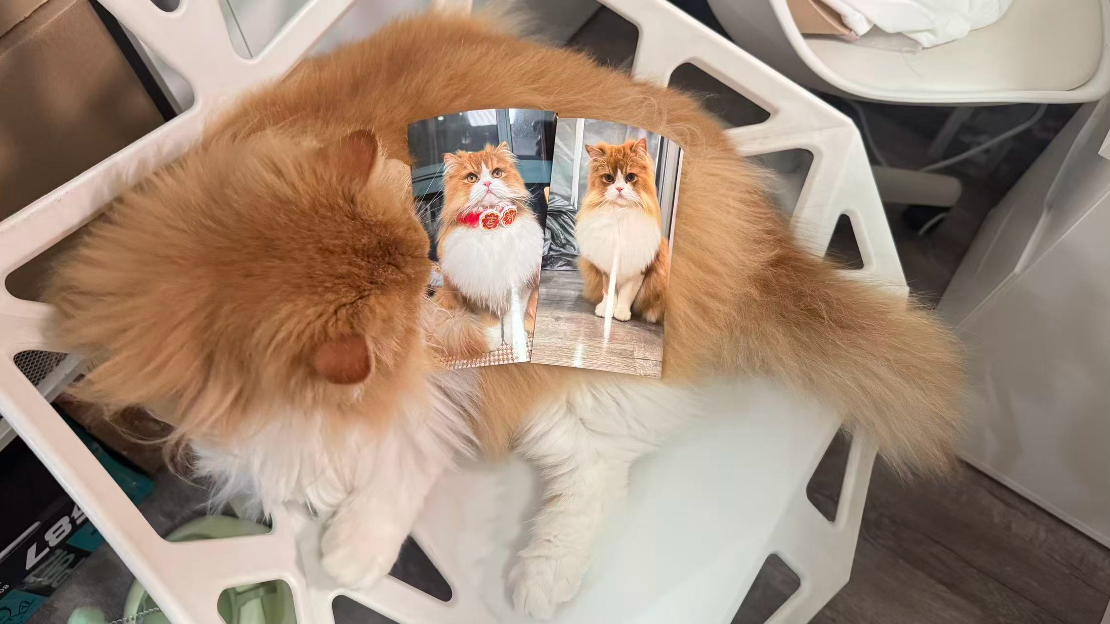每日萌宠打卡萌宠给笨猫拍了两张照片，可惜他看不懂！