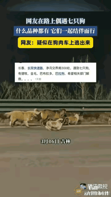 破防了！谁看完长春这7只狗狗的回家路不泪目！它们本是同村邻居家的玩伴，德牧、金毛