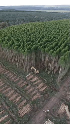 这么直的树，连根拔起，太可惜了