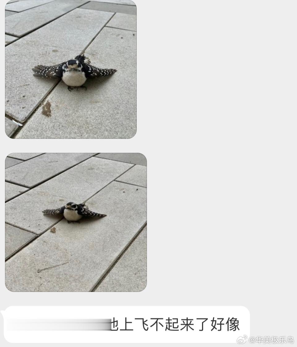 是一只【长嘴啄木鸟】有可能是撞到玻璃了（小肚肚好饱满休息会应该能飞走 ​​​