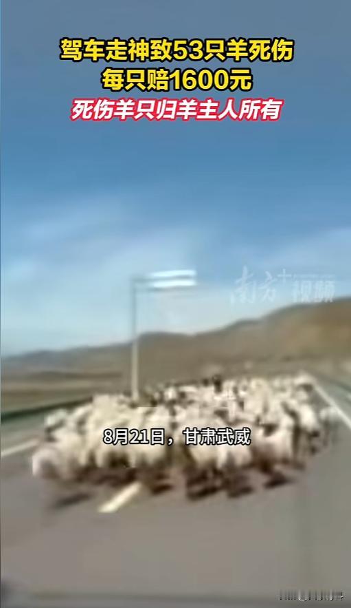 “赔大发了！”8月21日，甘肃武威，一男子驾车行驶在公路上，结果开着开着走神了，